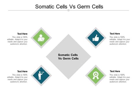 Somatic Cells Vs Germ Cells Ppt Powerpoint Presentation Pictures Outfit ...