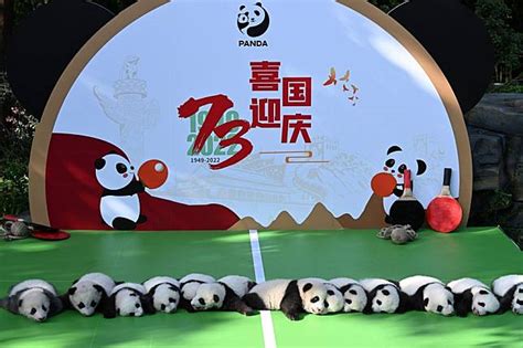 Newborn giant panda cubs meet public in Chengdu, SW China | XINHUA | LINE TODAY