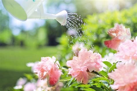 Watering Flowers Peonies - Free photo on Pixabay - Pixabay