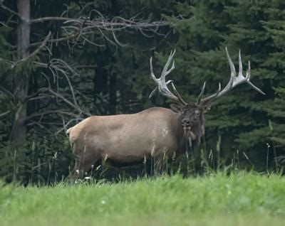 Deadly chronic wasting disease knocking on door of Pa.’s elk range | News | oleantimesherald.com