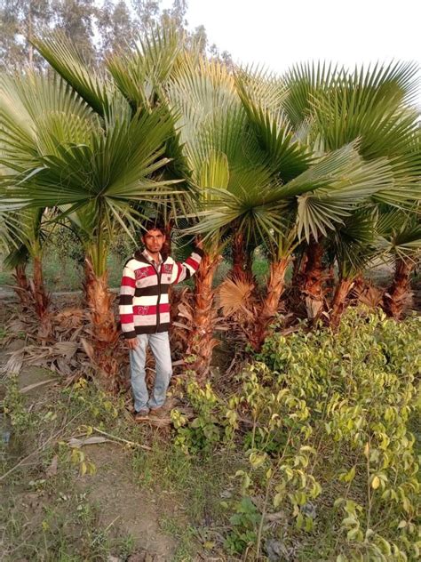 Green Washingtonia Palm, For Garden, 10 Feet at Rs 3500 in Bhopal | ID ...