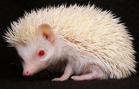 African Pygmy Hedgehog | Animal Pictures and Facts | FactZoo.com