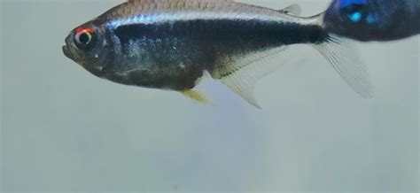 Black Neon Tetra with missing vent? - Diseases - Aquarium World