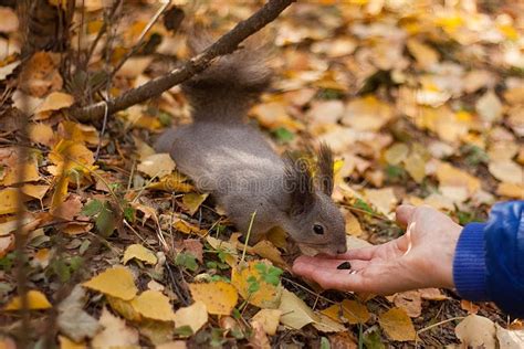 Eurasian Red Squirrel stock image. Image of branch, gray - 101756039