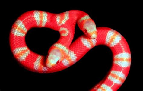 Two-headed Albino Honduran Milk Snake | Milk snake, Weird animal facts ...