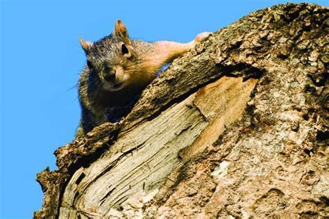 Squirrel Hunting Tips - The Best And Most Complete Hunting Tips