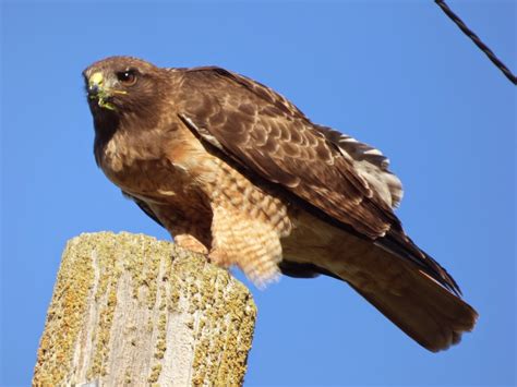 Geotripper's California Birds: Red-tailed Hawk (?) at the San Joaquin National Wildlife Refuge