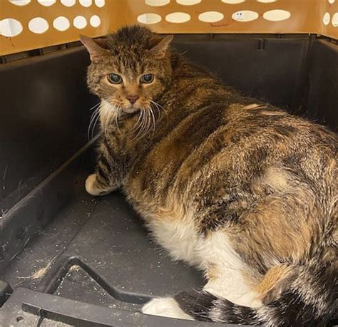 30 Lb Chonk Cat Named Lasagna Gets New Home, New Owners Thrilled With ...