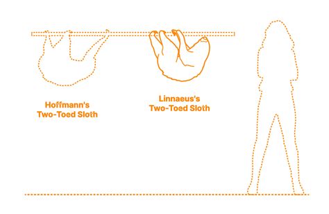 Sloths | Folivora Dimensions & Drawings | Dimensions.com