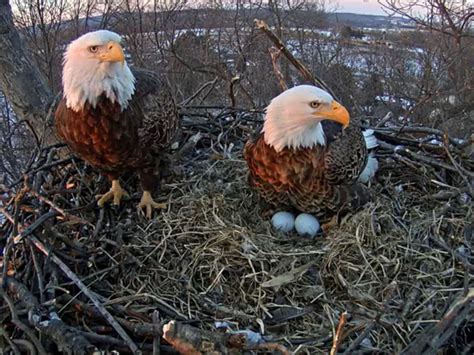 WATCH EGGS HATCHING NEW BEAUTIFUL BIRDS NOW! | BeautifulNow