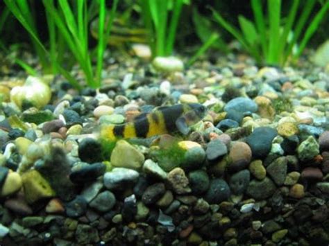 The Top 6 Freshwater Goby Species for Your Tank