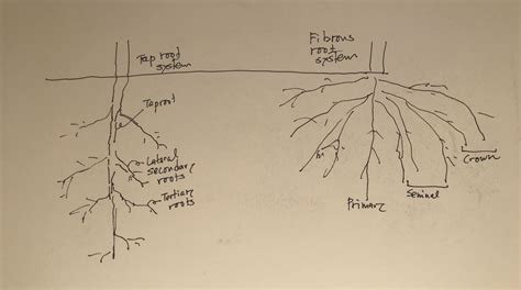 Taproot system and fibrous root system – Zassou Garden