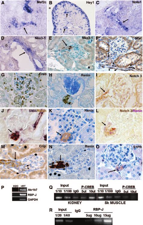 Genes identified in the JG cell signature are expressed in JG cells and... | Download Scientific ...