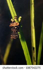 158 Caddisfly larvae Images, Stock Photos & Vectors | Shutterstock