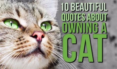 These 10 memorable quotes, penned by famous people, truly describe the joys of owning a cat ...