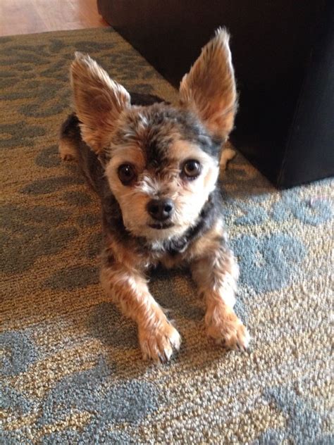 Chorkie with a fresh haircut - Diddy!! | Pups | Pinterest | Dog, Pup and Dog haircuts