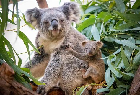 Koala Born at Cleveland Zoo for the First Time in 10 Years