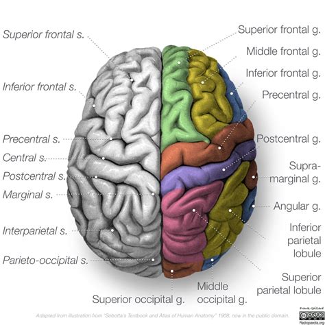 Radiopaedia - Drawing Gyri and sulci: superior surface of brain - English labels | AnatomyTOOL