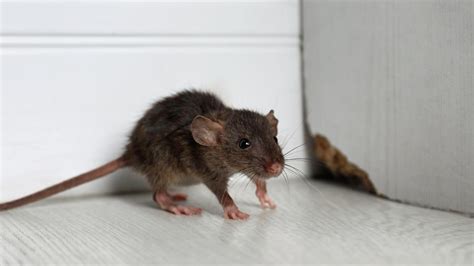 How To Get Rid Of Mice, Rats And Other Rodents – Forbes Home