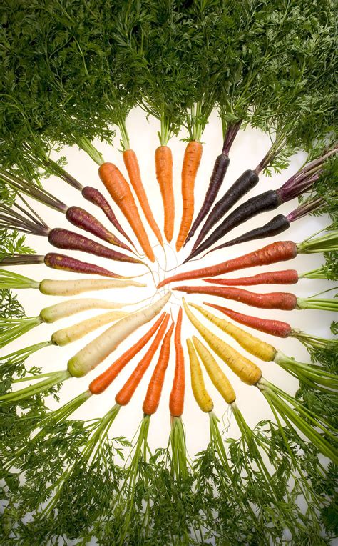 File:Carrots of many colors.jpg - Wikipedia