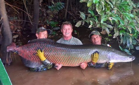 El enigmático Arapaima del Amazonas: un pez con secretos revelados ...