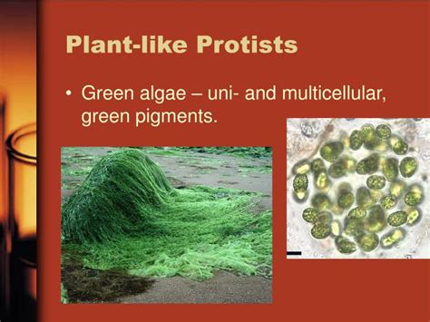 PPT - Kingdom Protista PowerPoint Presentation - ID:3110045