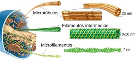 Significado de Citoesqueleto (Qué es, Concepto y Definición) - Significados