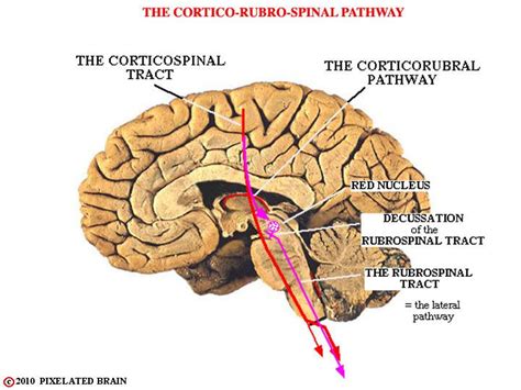 red nucleus | NeuroAnatomy | Pinterest