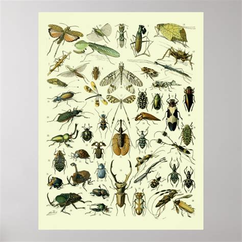 Vintage Insects Poster | Zazzle