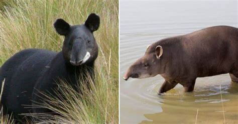 World Tapir Day: 4 species and ways to protect the endangered mammal ...