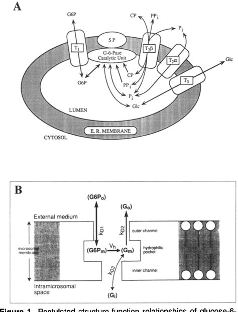 Figure 1 from Glucose-6-Phosphatase Structure, Regulation, and Function ...