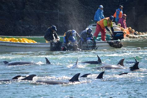 Campaigners rally against Japan's dolphin hunting | The Japan Times