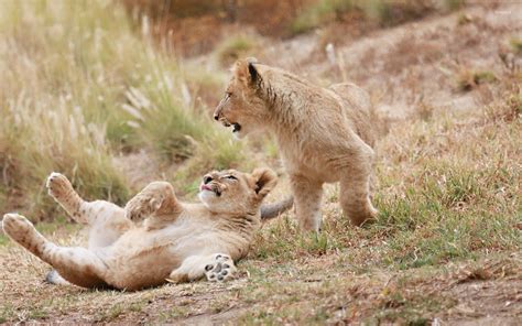 Playing lion cubs wallpaper - Animal wallpapers - #53383