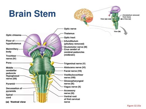 Brainstem Parts