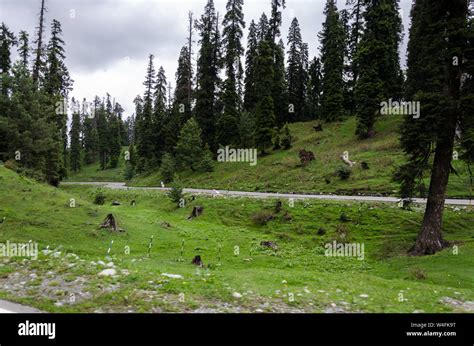 Gulmarg Road through Gulmarg Wildlife Sanctuary, Gulmarg, Jammu and ...