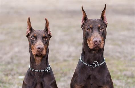 Beauceron vs Doberman: Are They Different? - A-Z Animals