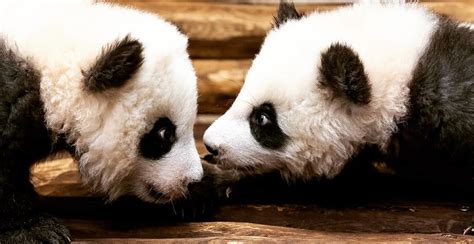 Germany's first baby pandas make public debut at Berlin Zoo | Mapped