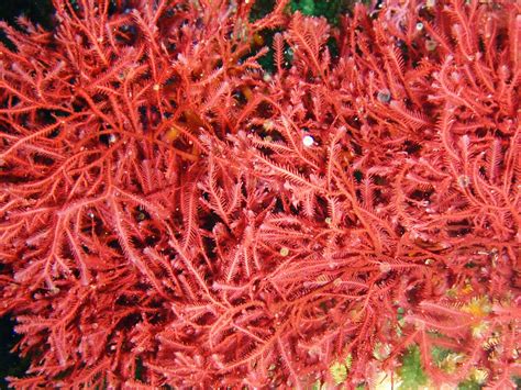 Red Seaweed: Characteristics, types, properties and more