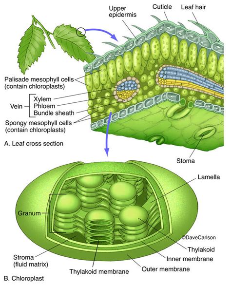 Botany | Carlson Stock Art