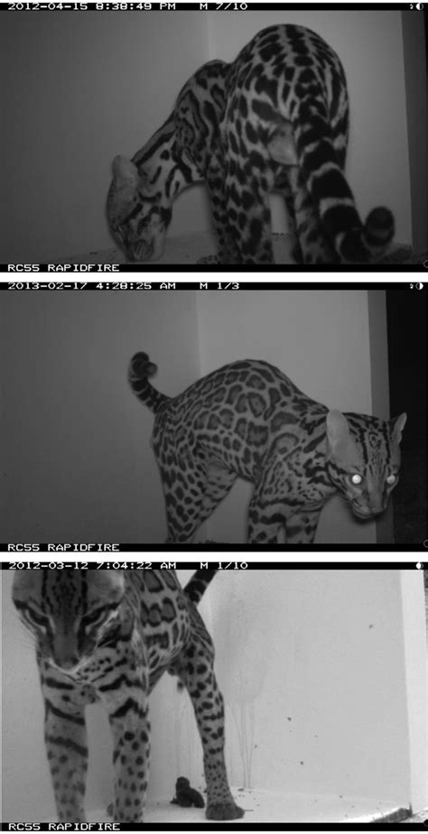 What Is A Ocelots Behavior