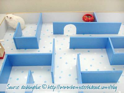 DIY Hamster Maze - petdiys.com