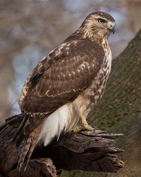 Easily the most common bird of prey in my area (Connecticut), but I ...