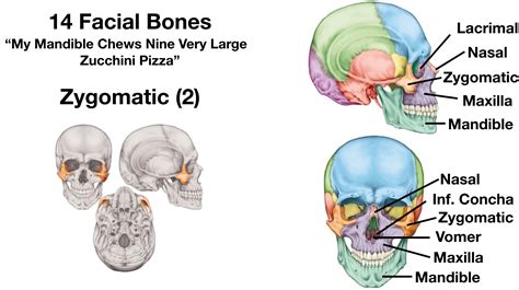 Facial Bones Labeled