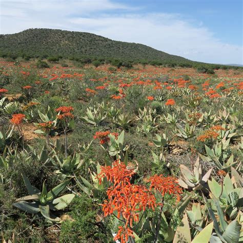 Aloe striata seeds - Buy online