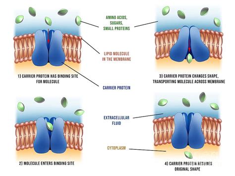 Carrier Proteins In Cells Photograph by Maurizio De Angelis/science Photo Library - Fine Art America