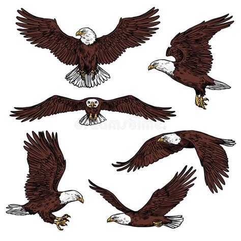 Bald Eagle Side View Stock Illustrations – 355 Bald Eagle Side View ...