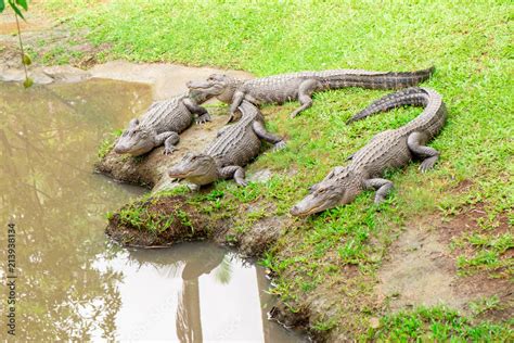 Crocodiles Waiting Their Prey Stock Photo | Adobe Stock