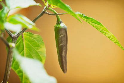 Growing Hot Peppers Indoors – How To Care For Hot Peppers In Pots | Gardening Know How