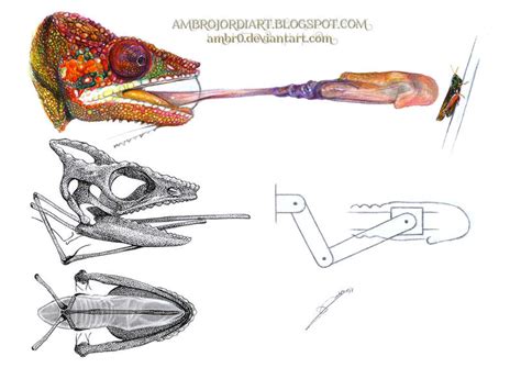 The hyoid bone and the tongue of the Chameleon by AmBr0 on DeviantArt