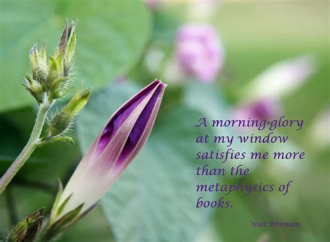 Morning Glory Flower Quotes. QuotesGram